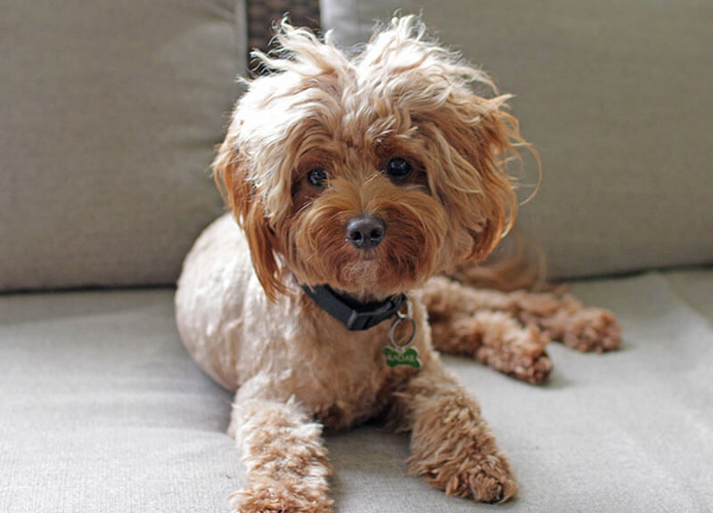 Radar "Curly brown dog on couch"